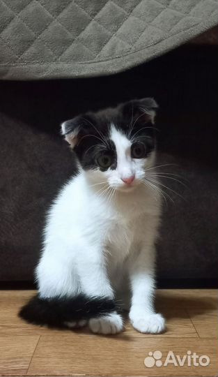 Котенок в добрые руки