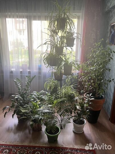 Комнатные растения