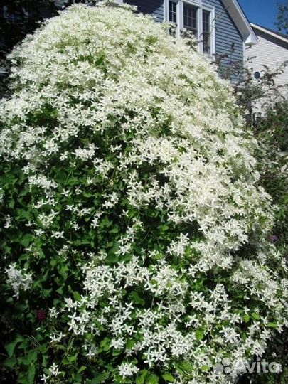 Клематис цветущий