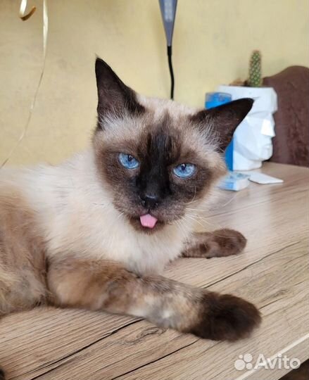 Солидный котик Морис в добрые руки