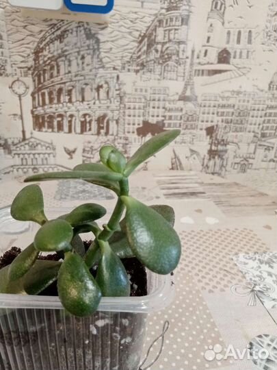 Фикус каучуконосный, денежное дерево - толстянка