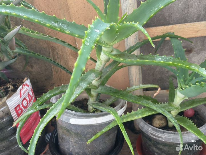 Алоэ столетник лечебный