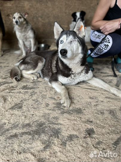 Сибирский хаски