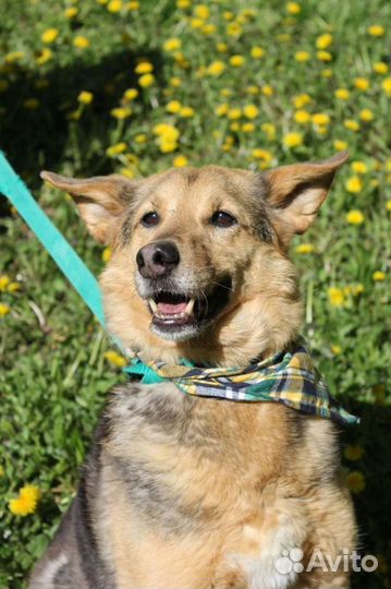 Милашка Айка