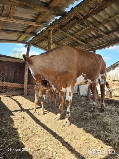 Коровы дойные, телка