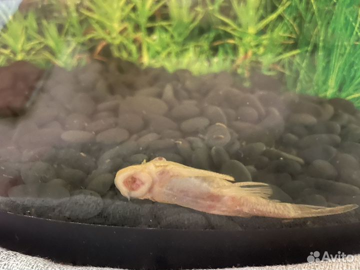 Украшение для аквариума