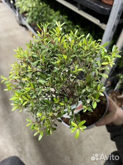 Деревья бонсай, разные сорта, листай. Мирт