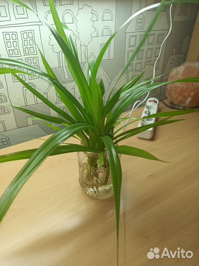 Панданус, Цветы комнатные