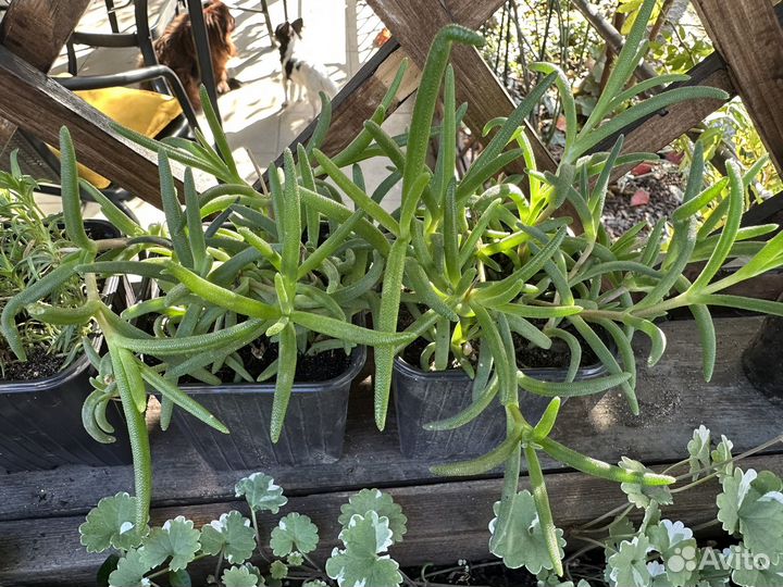 Флокс шиловидный и Делосперма