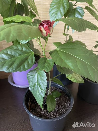 Гибискус (китайская роза) с бутонами