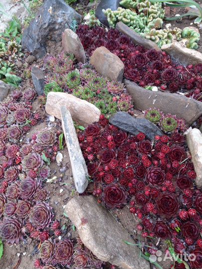 Суккуленты