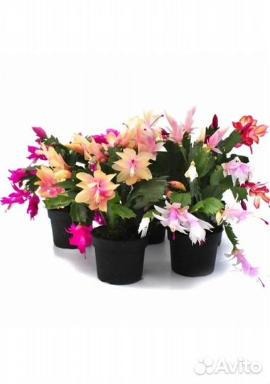 Рипсалидопсис, розовое чудо