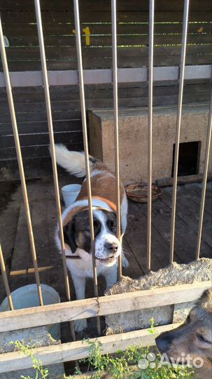 Московская сторожевая