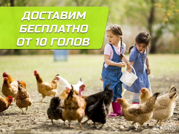 Куры несушки Коричневые