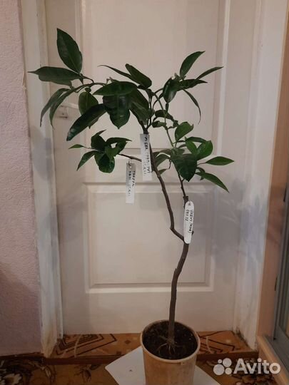 Дерево сад, лимон, мандарин, мурайя, банан