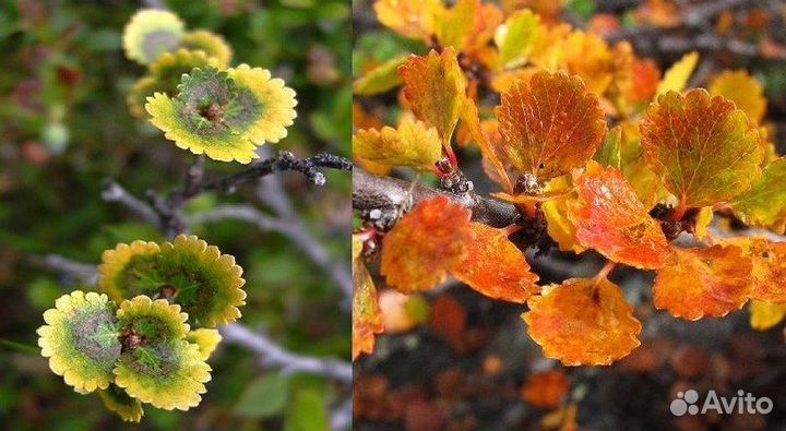 Клен Джеферсред, Береза Даликарлийская, Багряник