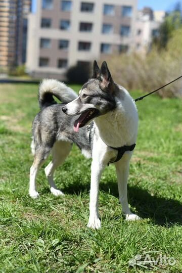 Западно сибирская лайка