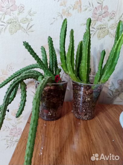 Гуэрния и стапелия