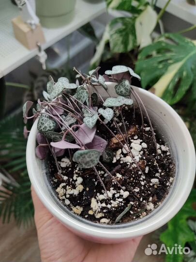 Церопегия Woodii