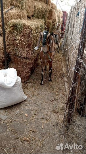 Англо-нубийские : коза,козочки