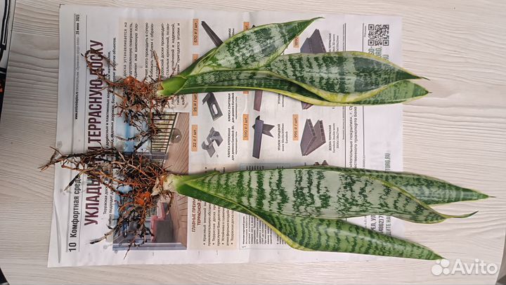 Сансевиерия трехполосная