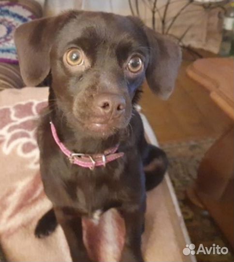 В добрые руки