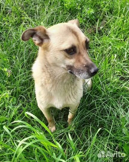 Собака маленькая