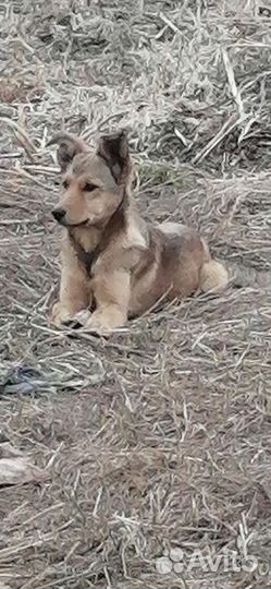 Щенки в добрые руки