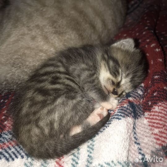 Котик