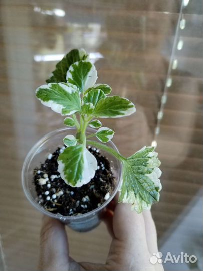 Плектрантус ампельный