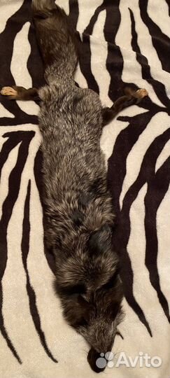 Чернобурка