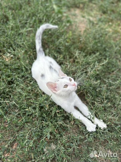 Кот в добрые руки