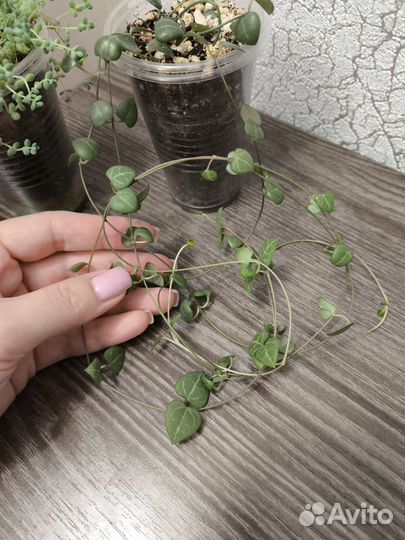 Церопегия, Седум