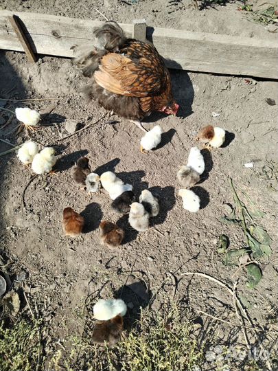 Продаются цыплята