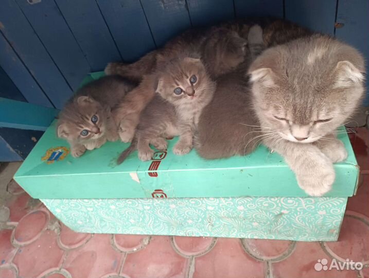 Шотландские котята