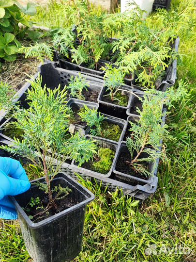 Цветы и кустарники для вашего сада