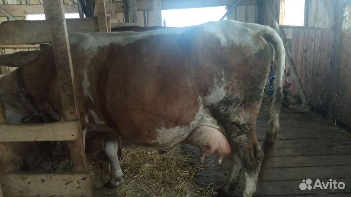 Коровы дойные