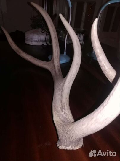 Рога оленя