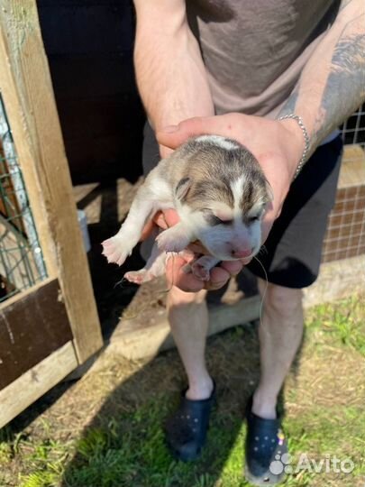 Восточноевропейская овчарка