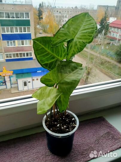 Сингониум Батерфляй/ножколистый