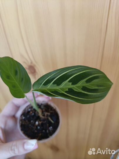 Филодендрон,маранта,алоказия