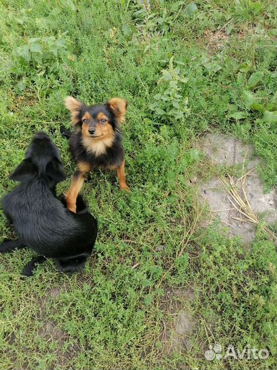 Собака пушистик в добрые руки