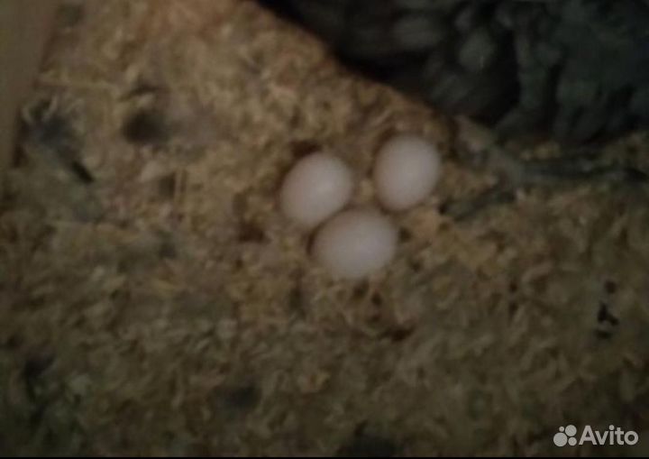 Продам птиц