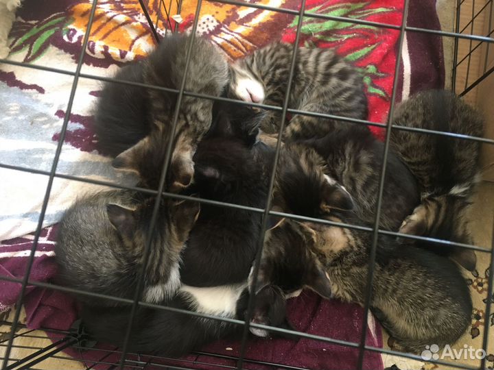Отдам котят в добрые руки