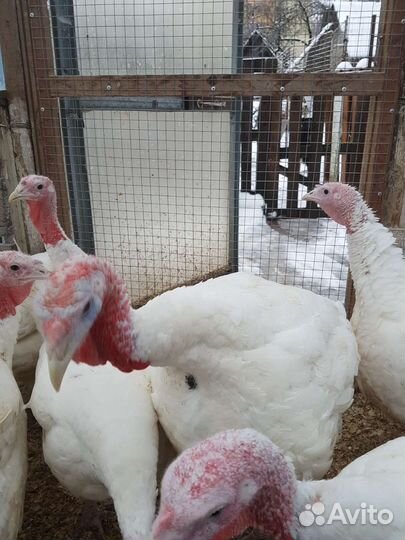 Домашняя индейка живым весом