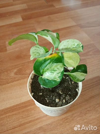 Эпипремиум М. Apple