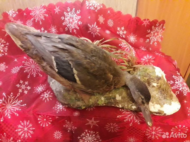 Чучела утки, кулика сойки