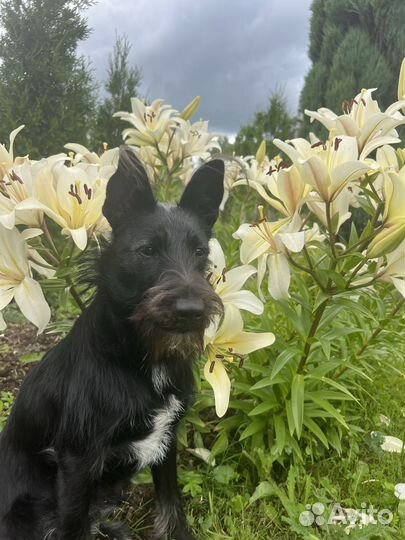 Ушастик в добрые руки