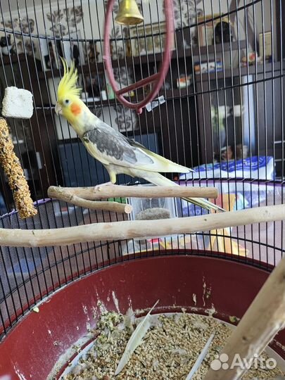Попугай корелла с клеткой