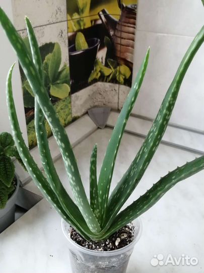 Крассула Овата. Кактус. Алоэ вера. Комнатные цветы